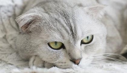 九游官网入口活动-中小学体育教师继续教育体系研究，中小学体育教师继续教育体系研究现状