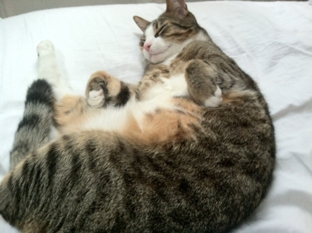 主力队长伤停是否会改变球队实力结构氛围，主力队员