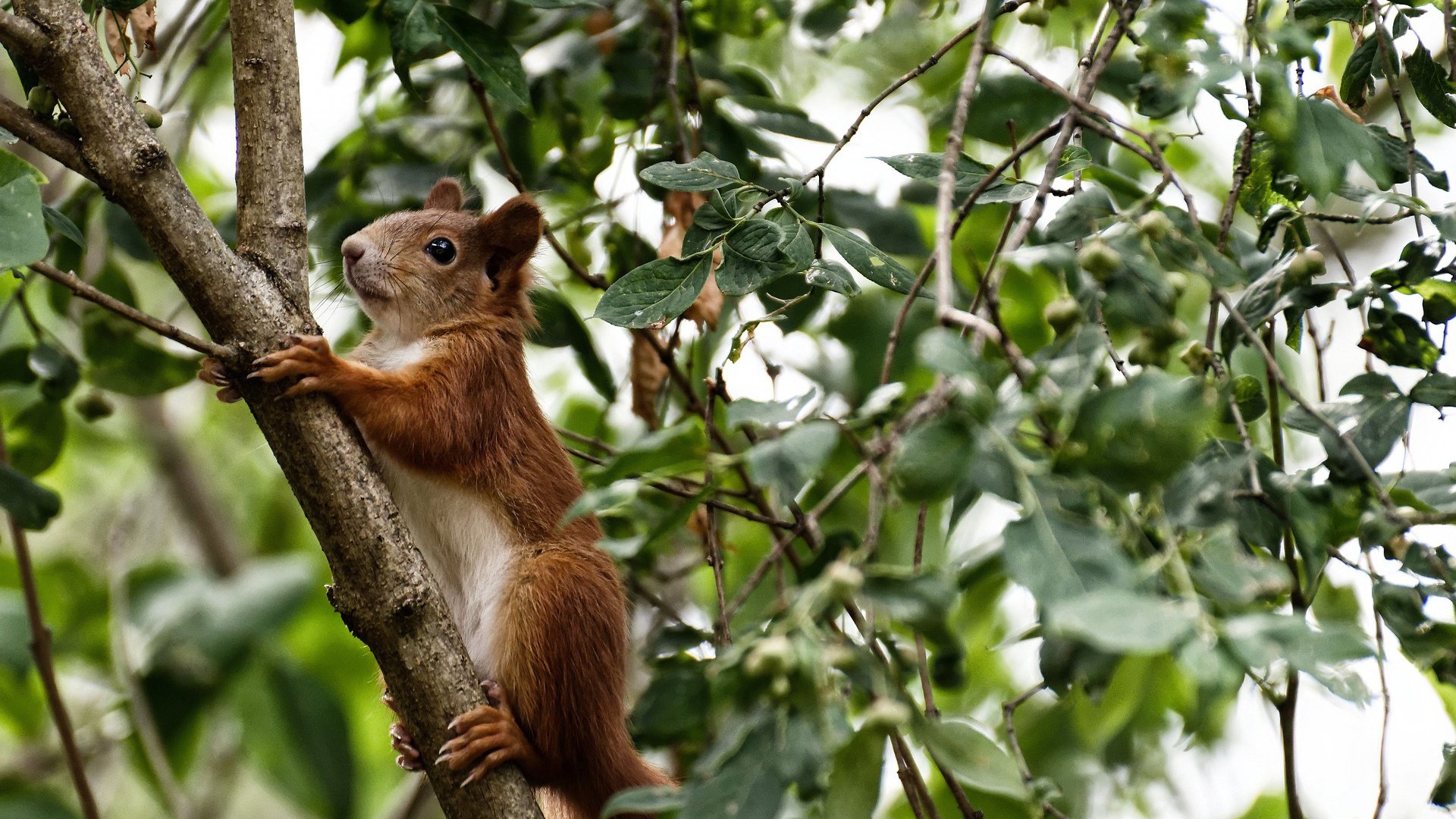 五大联赛是否减少传统边锋下底传中的比重，五大联赛边锋排名