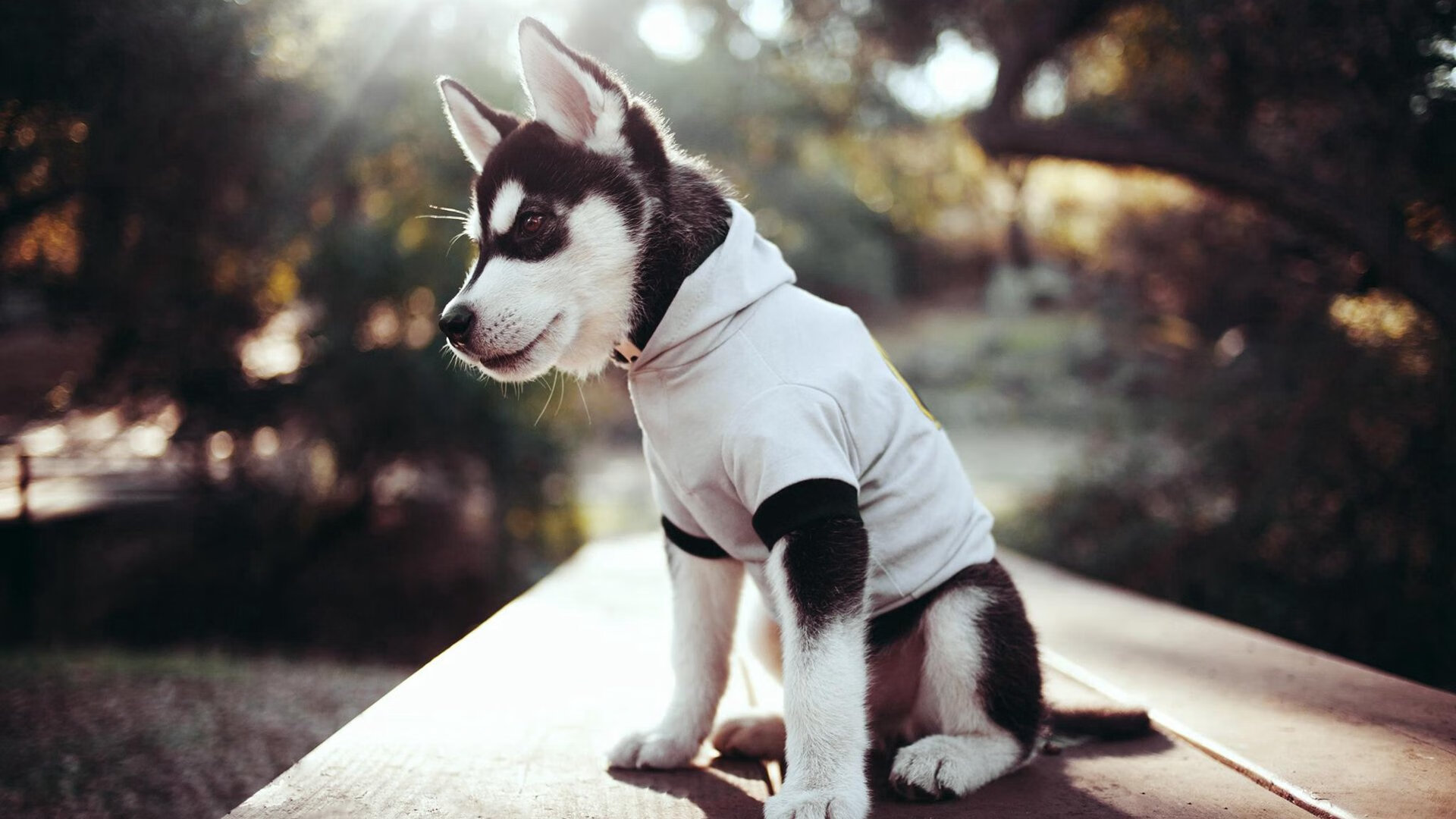 九游娱乐下载-裁判透明机制建设带动赛事公信力提升