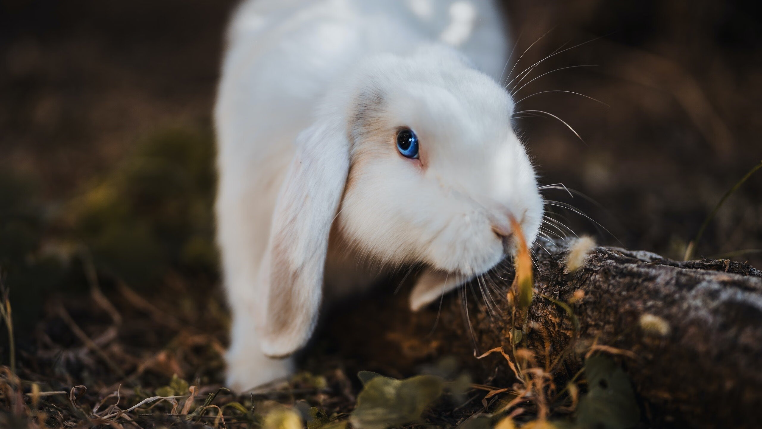 九游官网入口充值-边中转换速度成为破局关键，边中是什么意思