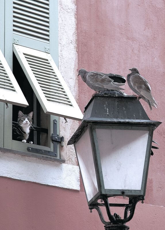 “费尔南多·比亚尔巴的进攻智慧和脚法，推动阿根廷美洲狮队走向新高峰”