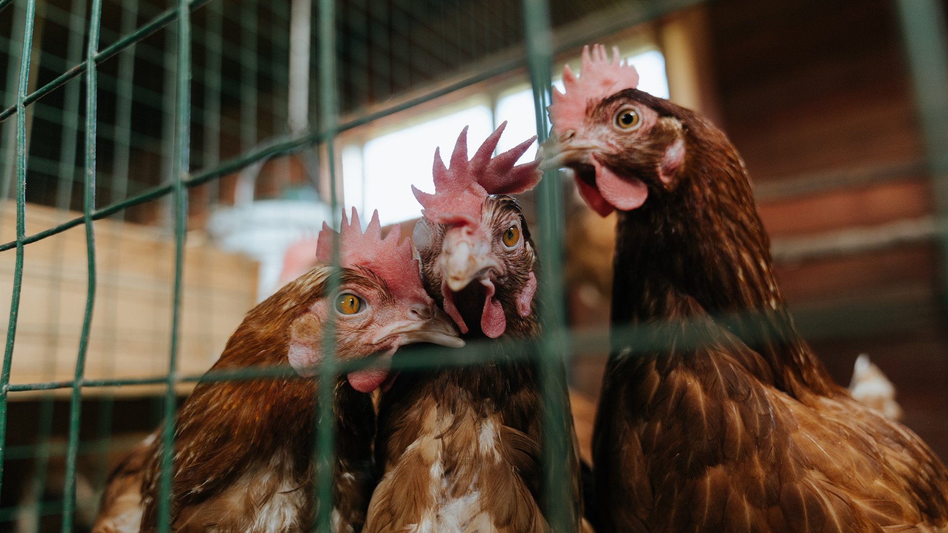 塞内加尔男篮在非洲锦标赛中意气风发,打造非洲新名片,塞内加尔非洲杯大名单
